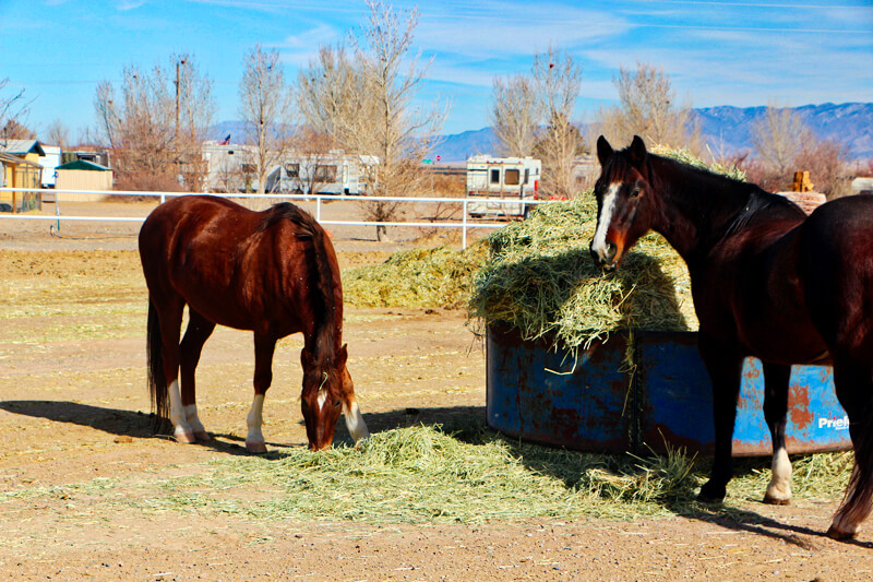 Horse Motel